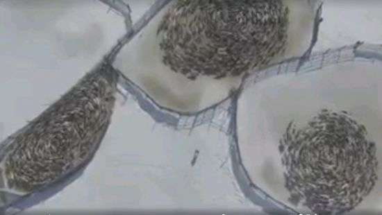 Северные олени устроили хоровод и попали на ВИДЕО