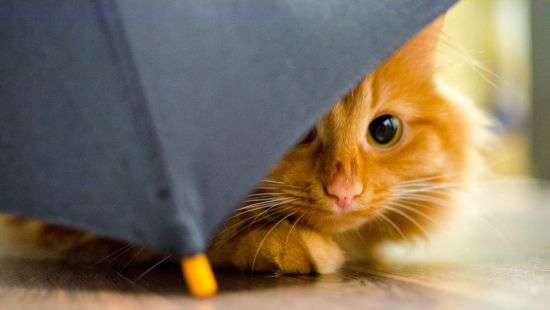 Стало известно, как будет меняться погода в течение недели