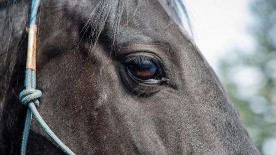 В США подан иск в суд от имени лошади, над которой издевались