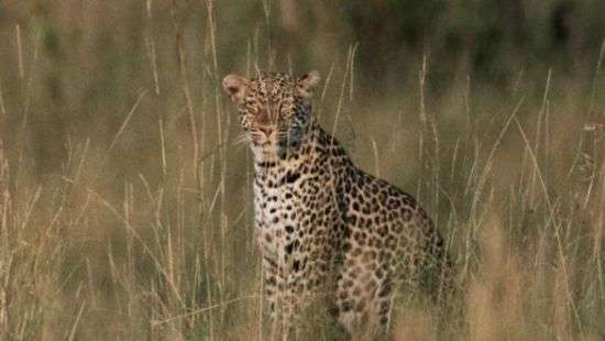 В Уганде леопард съел 3-летнего ребенка