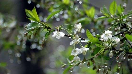 Погода во вторник: тепло и дождливо