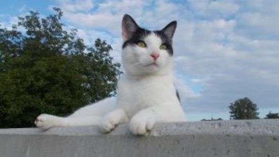 Кот из Италии получил в наследство полтора миллиона евро