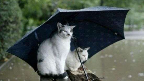 Небо заплачет: в Украине 9 мая ожидаются дожди