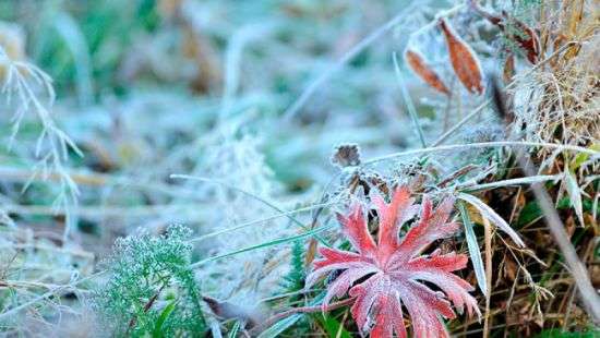 В отдельных областях Украины ожидаются заморозки