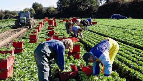 В Польше для сезонных работников  улучшили условия труда