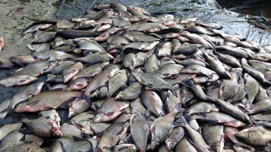 В Запорожье браконьеры наловили рыбы на 4 млн грн