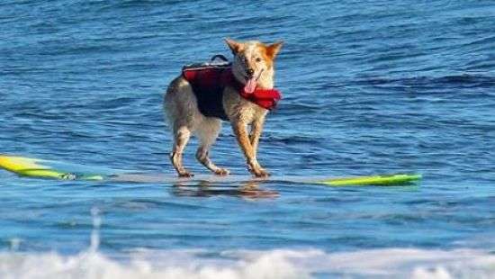 Собака, покоряющая океан на серфе, попала на ВИДЕО