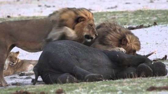 Жестокая расправа львов над слоненком попала на ВИДЕО