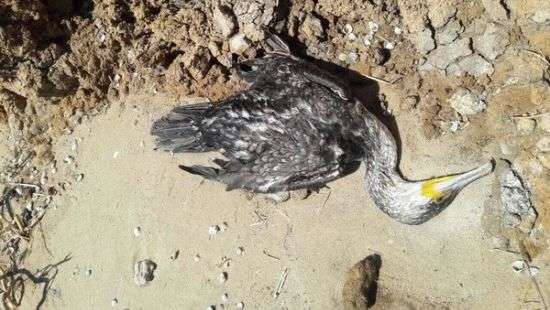 В Приазовье зафиксирована массовая гибель птиц