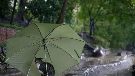 Синоптики рассказали о том, какой будет погода в начале недели