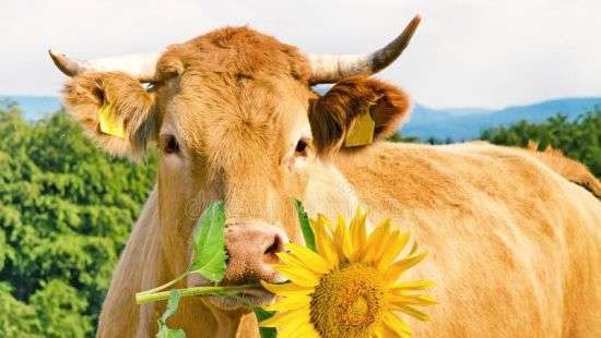 В Шотландии фермер одел на вымя коровы бюстгальтер жены и стал звездой (ФОТО)