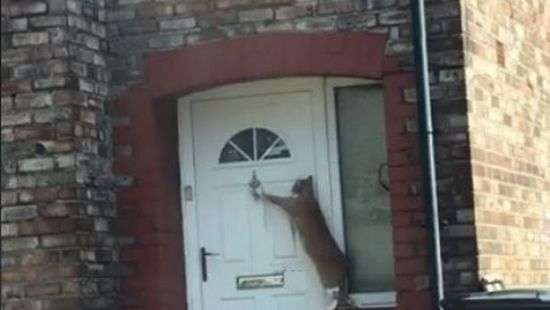 В Британии кота научили стучать в дверь  по-английски (ВИДЕО)