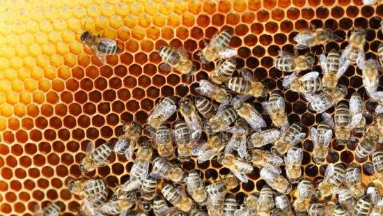 На Прикарпатье пасечники заявили о массовой гибели пчел