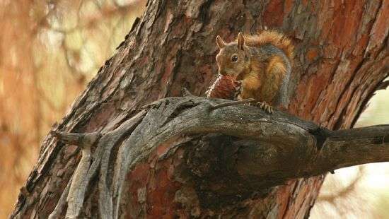 Белки спрятали 20 кило шишек в неожиданном месте - ФОТО