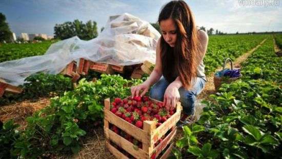 Из-за эмиграции граждан Украина может остаться без ягод и фруктов