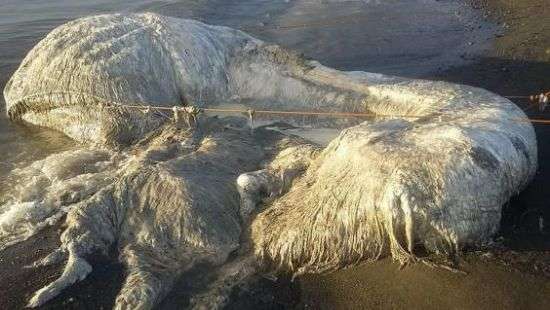 К берегам Филиппин прибило зловонного монстра - ВИДЕО