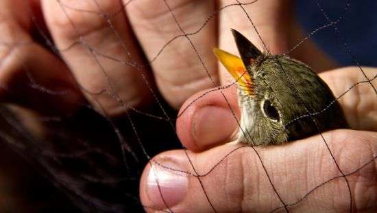 Браконьеры вывозят из Украины миллионы певчих птиц