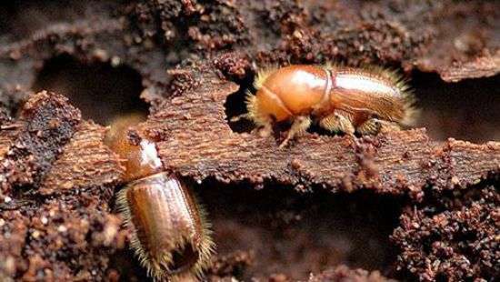 Украине грозит катастрофа из-за нашествия жуков-короедов