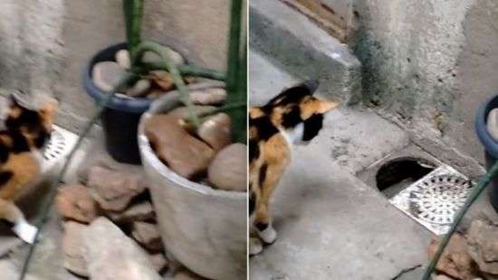 Крыса молниеносно нашла выход из критической ситуации и попала на ВИДЕО