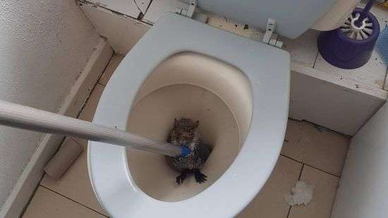 Застрявшая в унитазе белка напугала студентов лондонского общежития (ФОТО)