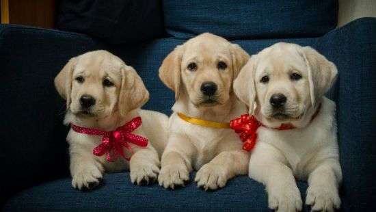 Определен самый милый возраст щенков