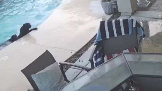 Пес-герой спас тонущего друга и попал на ВИДЕО