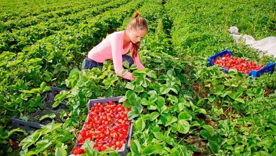 Финляндия решила упростить трудоустройство иностранцев