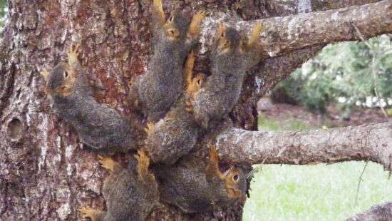 В США шестеро бельчат спутались хвостами (ФОТО)