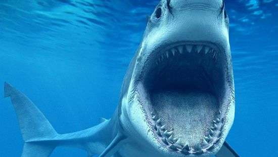 Телеведущий сразился с акулой (ФОТО)