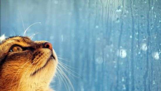 В Украине ожидается похолодание и ливни