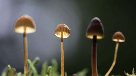 В Иране более 700 человек отравились грибами