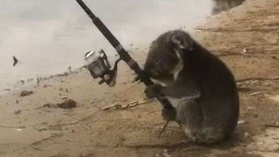 Коала, рыбачащая на спиннинг, попала на ВИДЕО