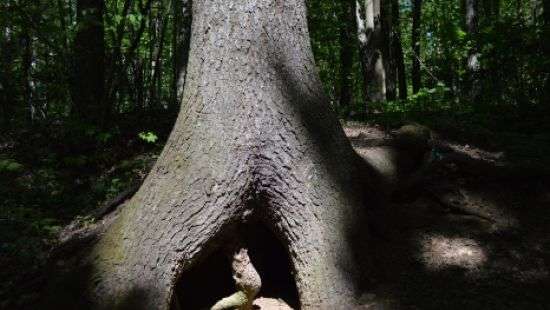 Смертельная граната: мужчина подорвал себя на глазах у бывшей жены