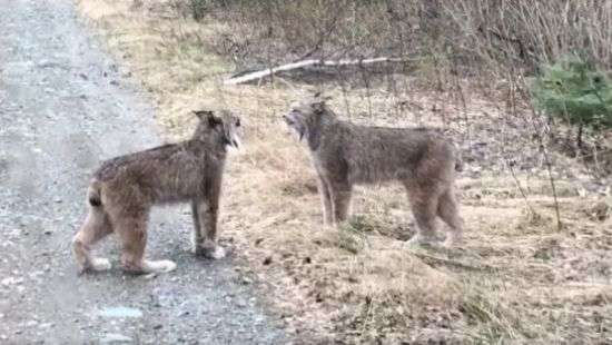 Две рыси устроили громкий скандал и попали на ВИДЕО