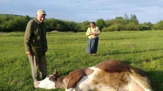 На Прикарпатье после окропления полей химикатами погибли 16 коров (ФОТО)