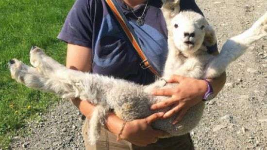 Соцсети растрогало ФОТО самого счастливого ягненка