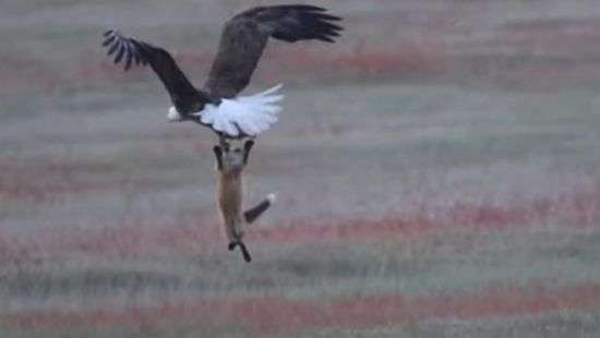 Борьба за добычу между орланом и лисицей попала на ВИДЕО