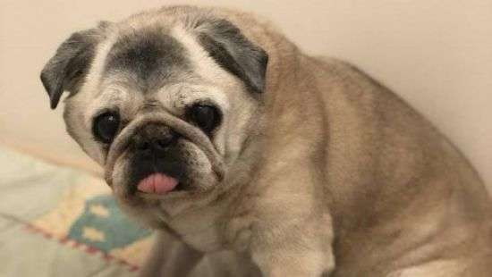 В Харькове самой старой собаке Украины исполнилось 126 человеческих лет