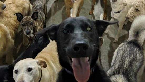 ФОТО лабрадора с приятелями взорвало соцсети и стало поводом для фотожаб