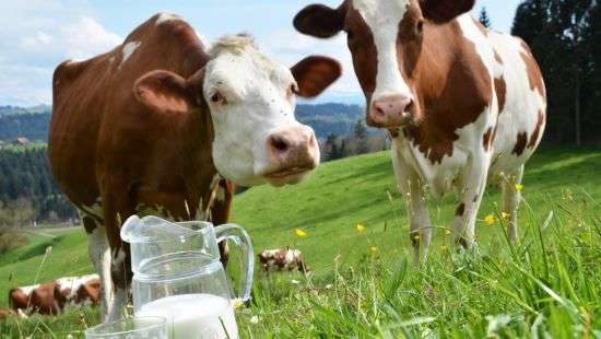 Информация о смерти 16 коров на Прикарпатье от отравления оказалась ложной