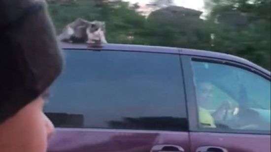 Кошка промчалась на крыше авто по скоростной магистрали и попала на ВИДЕО