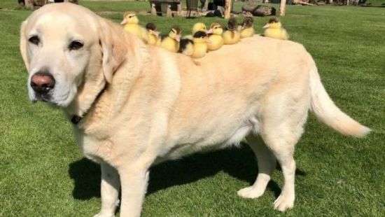 Лабрадор усыновил девятерых утят и попал на ВИДЕО