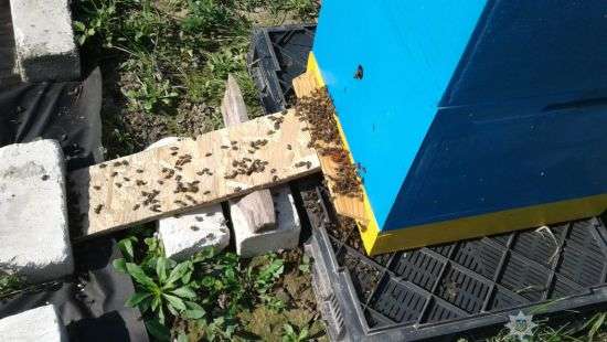 На Волыни после опрыскивания полей погибли 400 пчелиных семей (ФОТО)