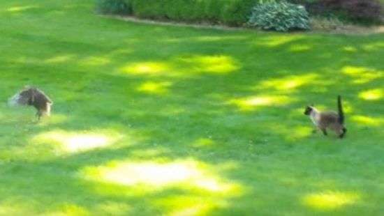 Хитрая сова отобрала добычу у кошки и попала на ВИДЕО