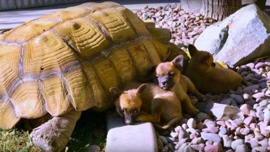 Дружба осиротевших щенков с одинокой черепахой попала на ВИДЕО