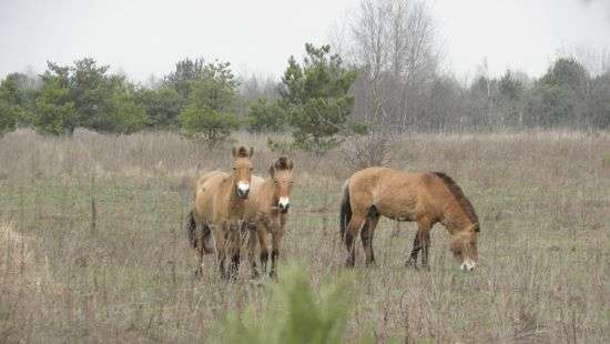 Учёные подсчитали количество лошадей Пржевальского в зоне отчуждения