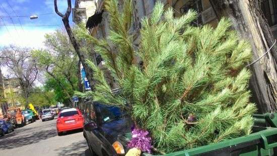 Сдался: Житель Франковска выбросил на свалку новогоднюю елку (ФОТО)