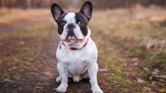 Исполнение псом оперной арии попало на ВИДЕО