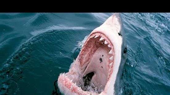 В США акула утащила рыбака вместе с лодкой (ВИДЕО)