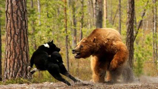 В США мужчина избил медведя, который напал на его собаку